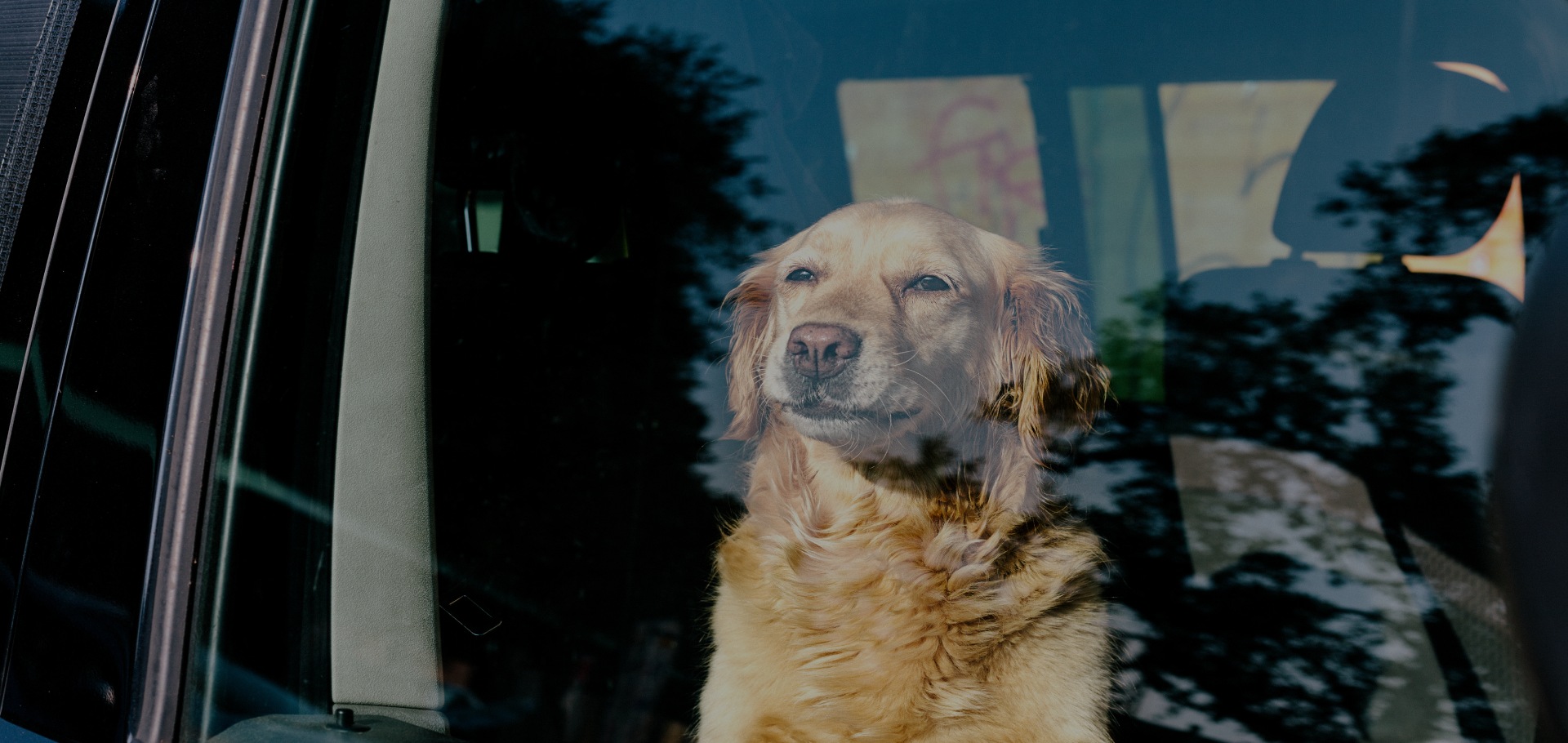 Pets Friendly